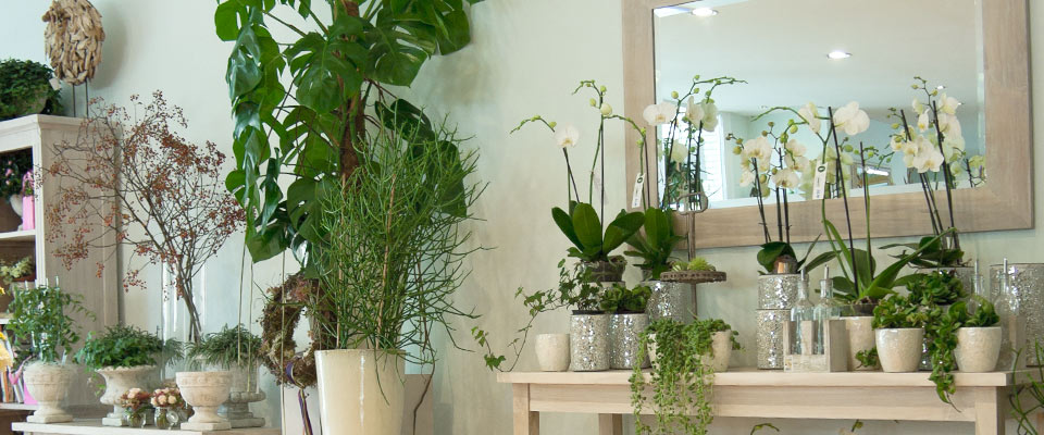Vier Jahreszeiten Floristik in Lbeck Travemnde - Herzlich Willkommen -  Florist, Blumen, Blumenladen, Meisterbetrieb, Blumengeschft &  Blumenfachgeschft